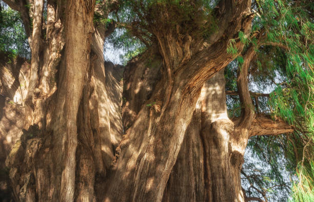 istock Arbol del Tule , Montezuma cypress tree in Tule. Oaxaca, Mexico 1230163210