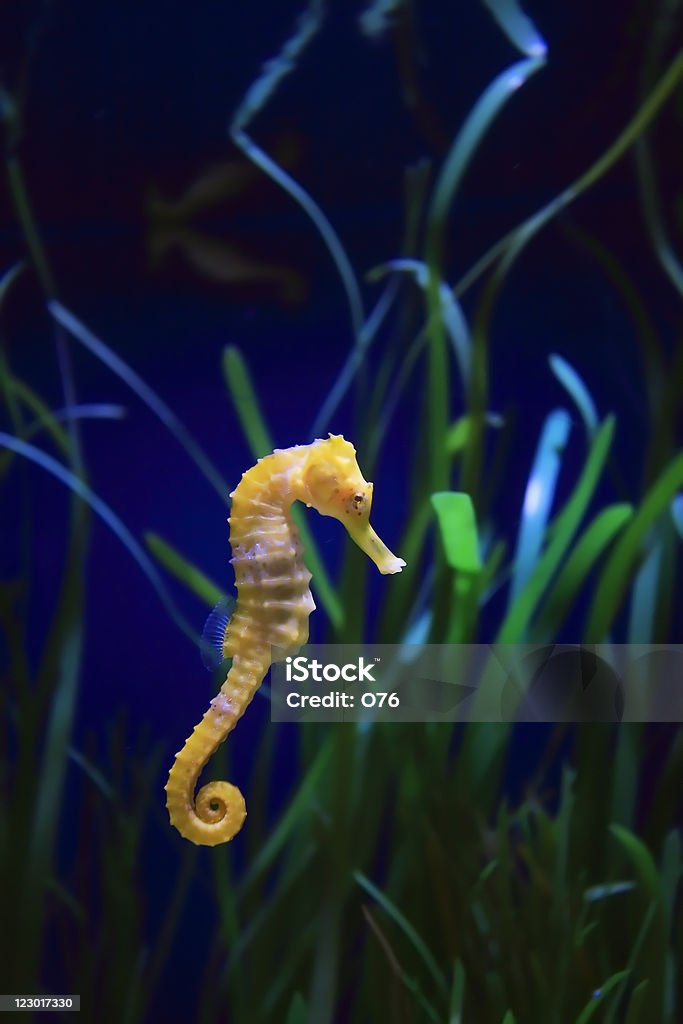Cheval la mer - Photo de Hippocampe - Poisson tropical libre de droits