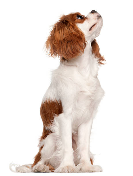 istock Cavalier King Charles Spaniel, nine months old, sitting, white background. 123020571