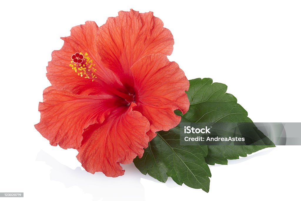 Red fresh Hibiscus flower Red hibiscus flower with leaves isolated on white, clipping path included XXXL Hibiscus Stock Photo