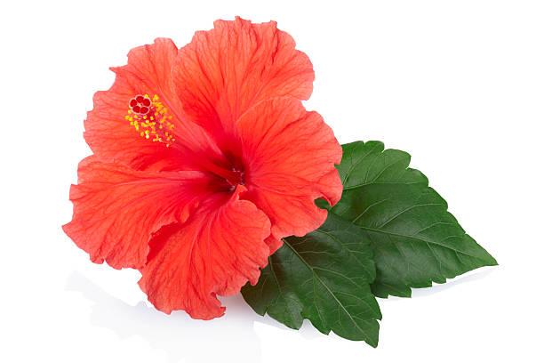 Red fresh Hibiscus flower Red hibiscus flower with leaves isolated on white, clipping path included XXXL tropical flower photos stock pictures, royalty-free photos & images
