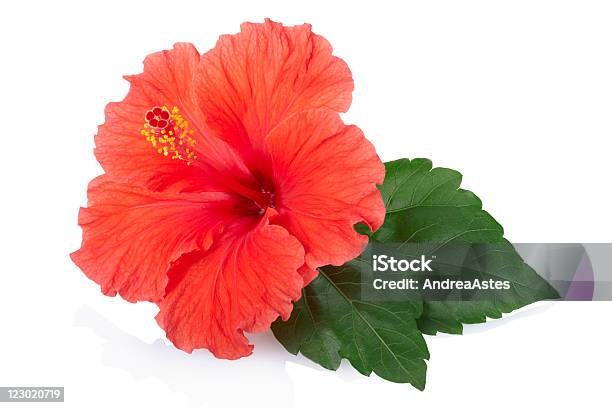 Red Fresh Hibiscus Flower Stock Photo - Download Image Now - Hibiscus, Flower, White Background
