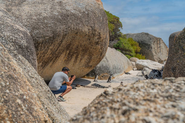 мужчина фотографирует из пингвина на боулдер-бич - cape town jackass penguin africa animal стоковые фото и изображения