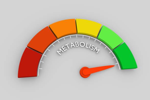 istock Metabolism Level Concept 1230262863