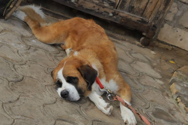 istock Dog sleeping in park. Pets sleeping embracing. Dog. 1230281711