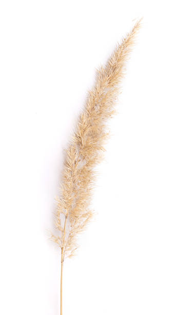 istock Dry wild bushgrass on white background 1230327900