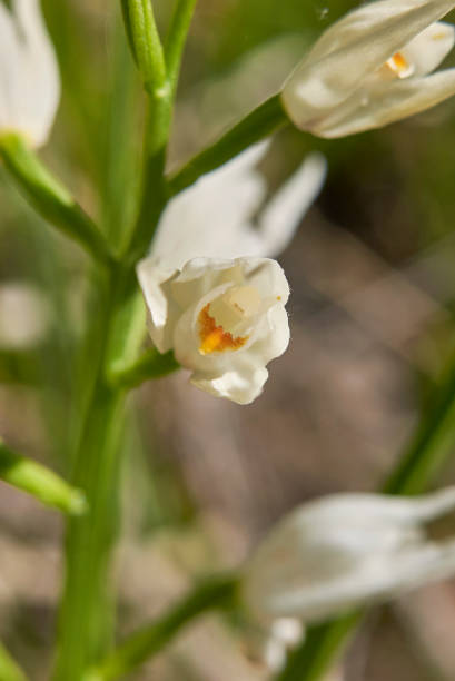 cephalanthera longifolia - long leaved helleborine fotografías e imágenes de stock