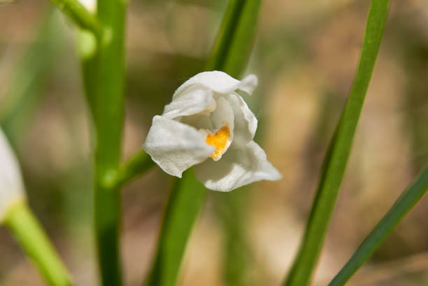 cephalanthera longifolia - long leaved helleborine fotografías e imágenes de stock