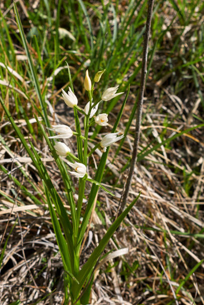 cephalanthera longifolia - long leaved helleborine fotografías e imágenes de stock