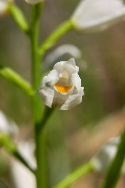 cephalanthera longifolia - long leaved helleborine fotografías e imágenes de stock