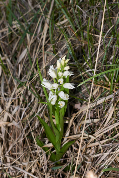 длиннохвостая цефалантера - long leaved helleborine стоковые фото и изображения