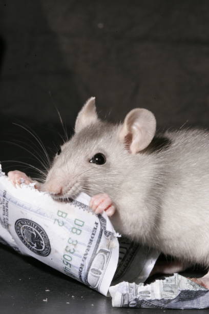 istock Wild rat steals dollars from glass jar 1230362938