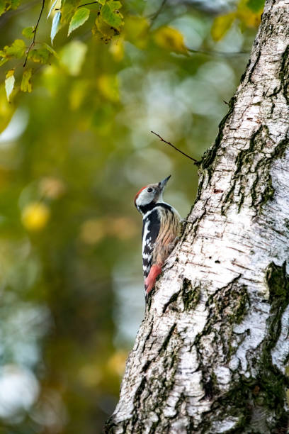 Woodpecker - Leiopicus medius on a birch trunk Woodpecker birch