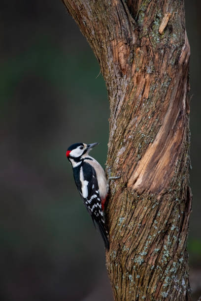 istock Woodpecker Dendrocopos major 1230365519
