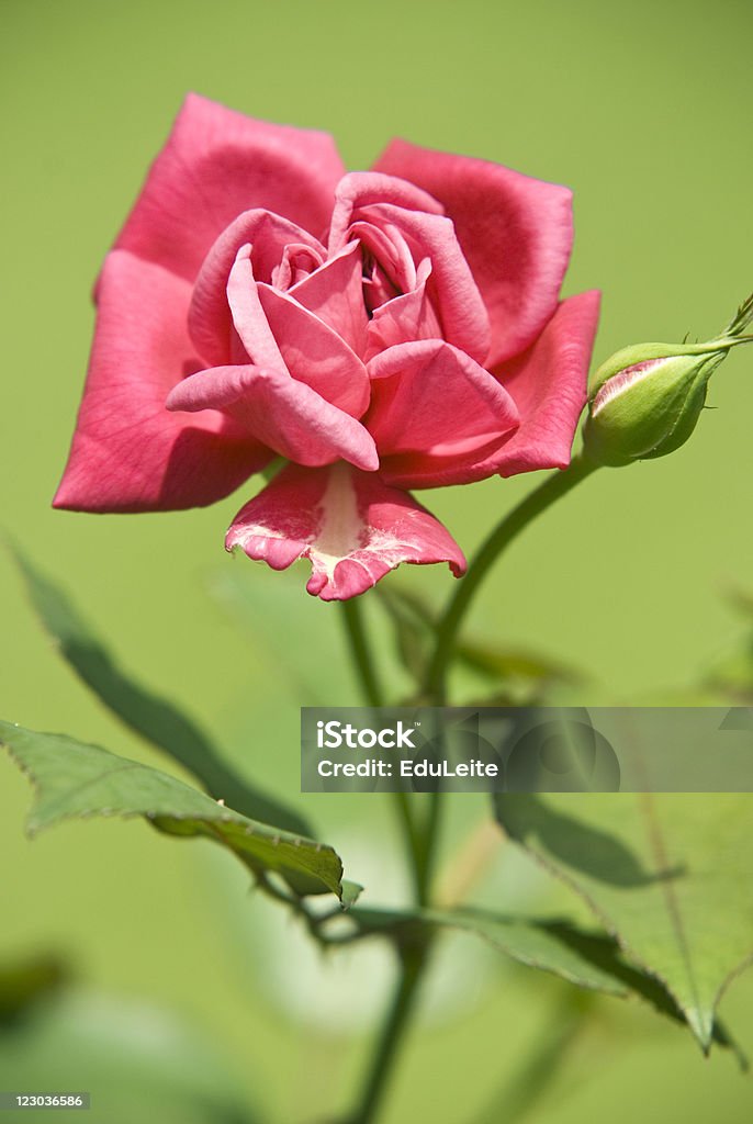 Rose só - Foto de stock de Beleza natural - Natureza royalty-free