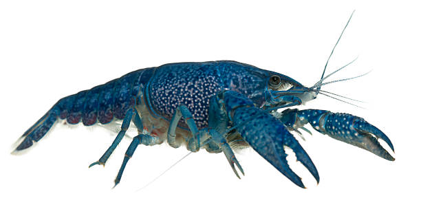 istock Profile of a Blue Florida Crayfish, Procambarus alleni, white background. 123036724