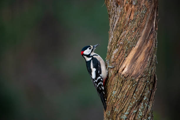 istock Woodpecker - Dendrocopos major 1230370266