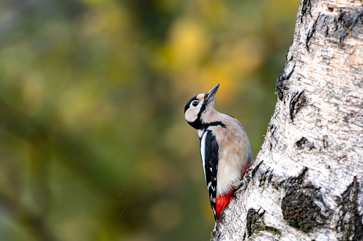 Spotted woodpecker in spring on a Buamstamm Dendrocopos major