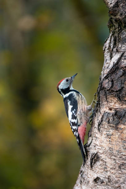 istock Medium woodpecker - Leiopicus medius on a birch trunk 1230370588