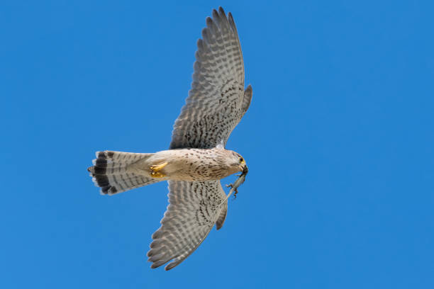 istock The Kestrel female in flight (Falco tinnunculus) 1230379099
