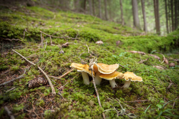 istock mushrooms grown up inside a forest in Dolomites (Italy) 1230387659
