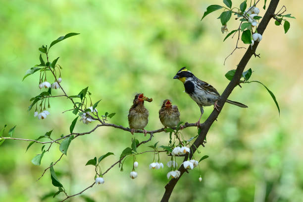 istock Yellow-throated bunting bird, Emberiza elegans 1230389338