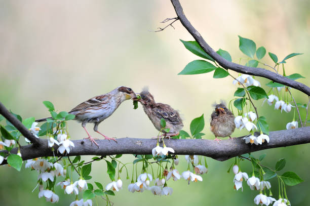 istock Yellow-throated bunting bird, Emberiza elegans 1230393464