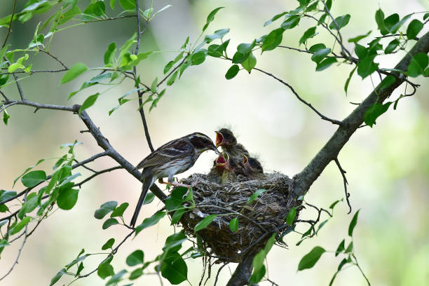 istock Yellow-throated bunting bird, Emberiza elegans 1230396518