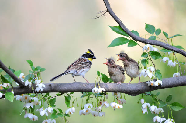 istock Yellow-throated bunting bird, Emberiza elegans 1230399775