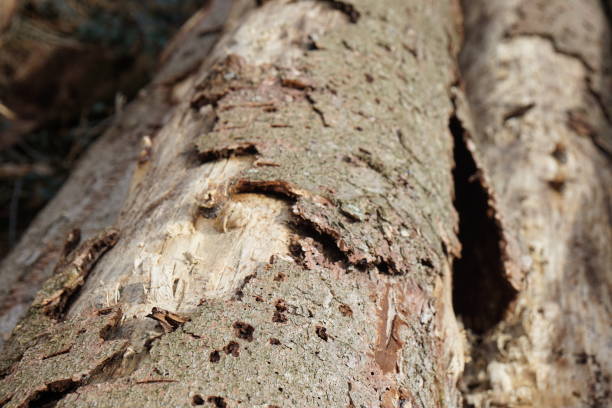 istock loose bark - cut down spruce tree infected with bark beetles 1230410735