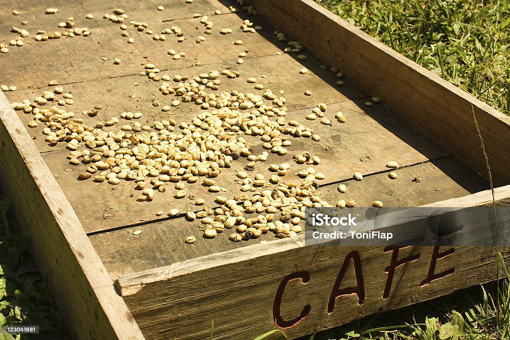 Traditional system of drying the coffee  Aging Process Stock Photo
