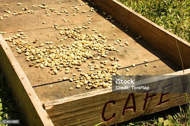 Traditional System Of Drying The Coffee Stock Photo - Download Image Now - Aging Process, Agriculture, Bean
