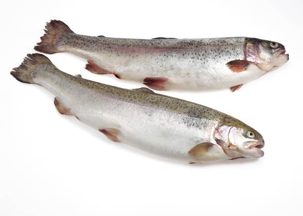 istock SEA TROUT salmo trutta trutta AGAINST WHITE BACKGROUND 1230428844