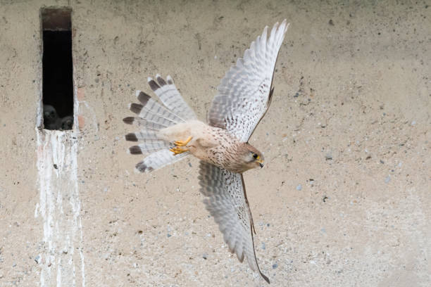 istock The Kestrel leaves its nest (Falco tinnunculus) 1230430951