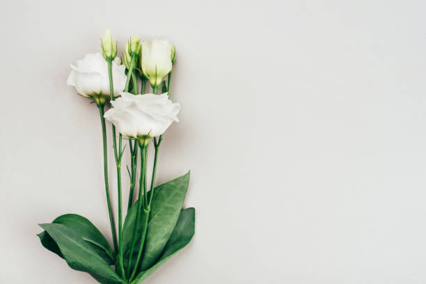 istock Fresh white flowers on a grey pastel background. 1230432806