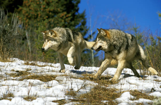 istock NORTH AMERICAN GREY WOLF canis lupus occidentalis, PAIR RUNNING ON SNOW, CANADA 1230439620