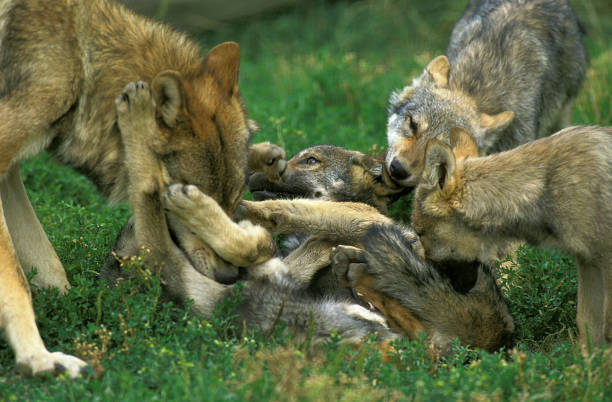 istock EUROPEAN WOLF canis lupus, FEMALE WITH CUB 1230439888