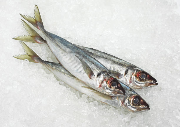FRESH HORSE MACKEREL trachurus trachurus ON ICE