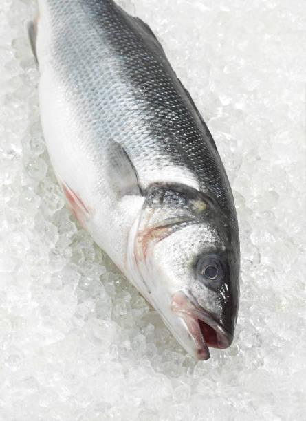 istock FRESH BASS dicentrarchus labrax ON ICE 1230442013