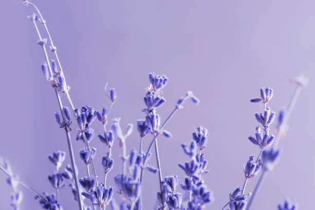 istock lavender tiny aroma flowers on a purple light background 1230447731