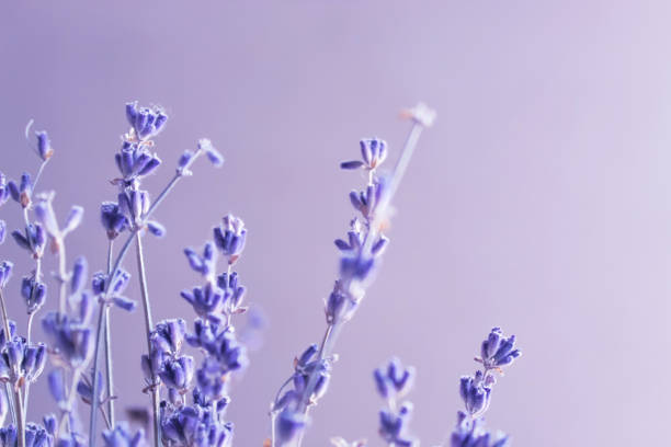 istock lavender tiny aroma flowers on a purple light background 1230448780