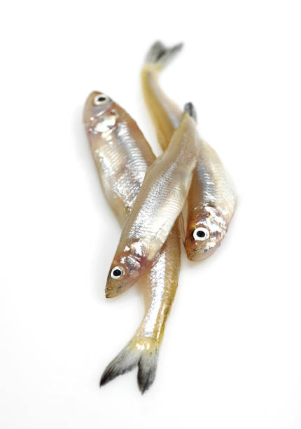istock FRESH SMELTS osmerus eperlanus AGAINST WHITE BACKGROUND 1230452016