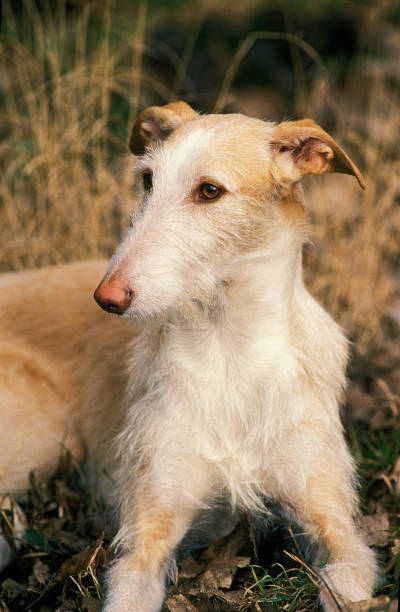 istock SPANISH WIRE-HAIRED GALGO OR SPANISH GREYHOUND, ADULT 1230454215