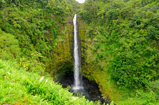 Akaka Falls and tropical growth on the big island of Hawaii