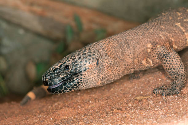 beaded lizard heloderma horridum, a venomous specy, adult - heloderma horridum стоковые фото и изображения