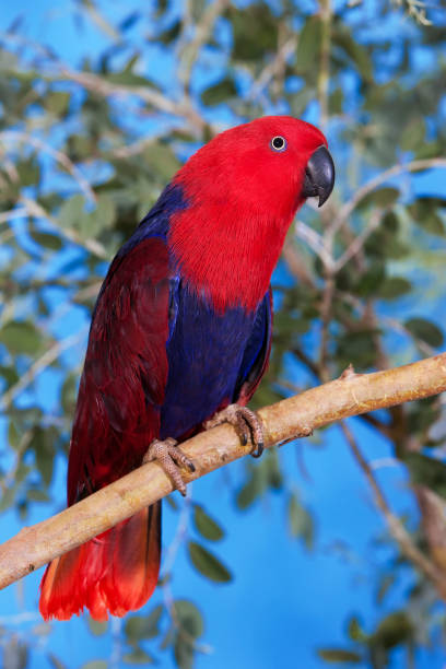 istock ECLECTUS PARROT eclectus roratus, FEMALE STANDING ON BRANCH 1230471128