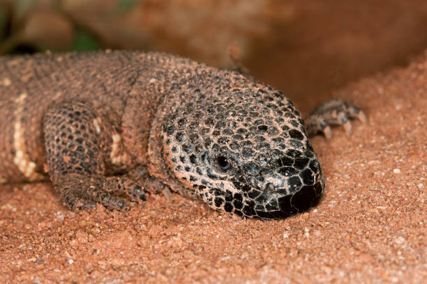 beaded lizard heloderma horridum, a venomous specy, adult - heloderma horridum стоковые фото и изображения