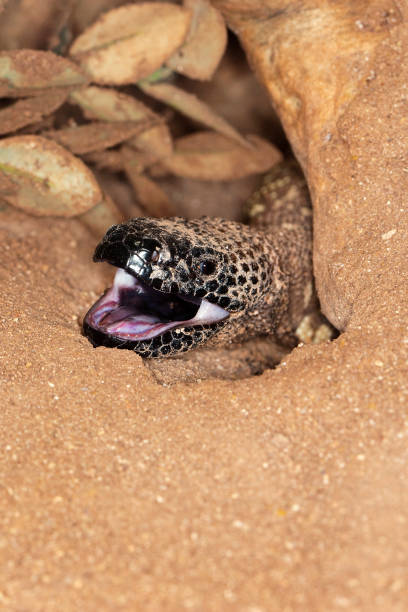 beaded lizard heloderma horridum, a venomous specy, adult mit open mouth - heloderma horridum stock-fotos und bilder