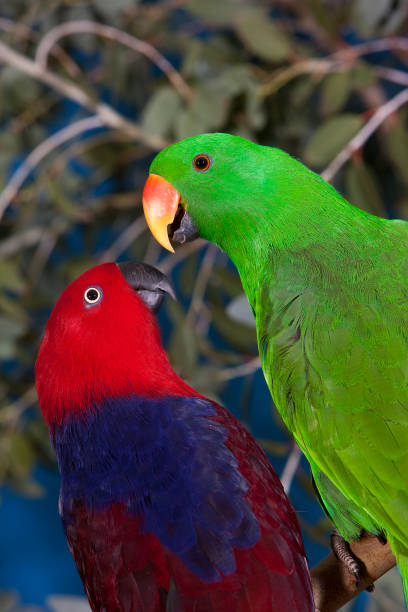 istock ECLECTUS PARROT eclectus roratus, MALE AND FEMALE 1230472592