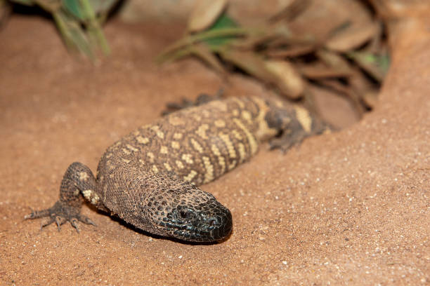 istock BEADED LIZARD heloderma horridum, A VENOMOUS SPECY, ADULT 1230472772